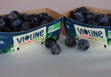 Vignette