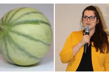Les piqûres de nutrition des cochenilles blanches du mûrier (ici des femelles) peuvent conduire au dépérissement des arbres. © La Morinière