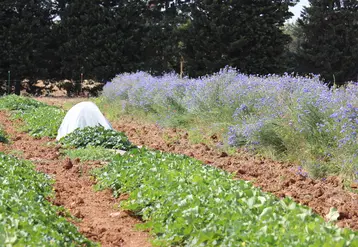 L’insertion après la culture d’été d’un sorgho est déjà pratiquée par certains producteurs. © Grab
