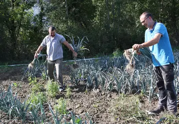 AGRECOMel doit démontrer l’efficience technique des systèmes innovants utilisant des leviers agroécologiques. © RFL