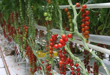 tomate cerise 