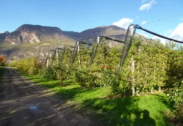 vergers sur fond Alpes italiennes 