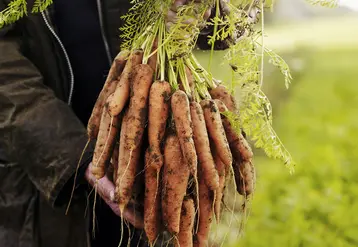 carottes wonky Wairose