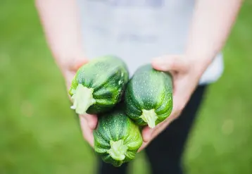 courgette gros plan