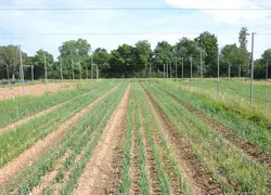 <em class="placeholder">Un champ d'oignons en train de pousser, à Brindas dans le Rhône en France.</em>