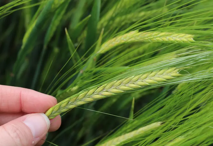 <em class="placeholder">La variété d'orge de printemps RGT Planet voit arriver la concurrence avec les orges Sting et LG Allegro.</em>