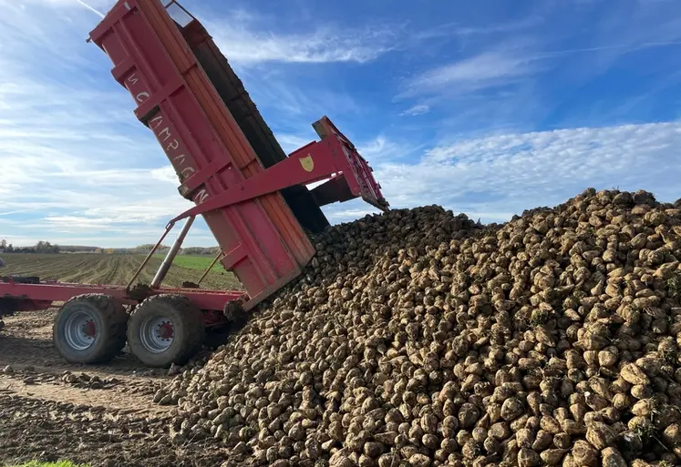 <em class="placeholder">Vidage d&#039;une remorque sur le silo de betteraves sucrières lors de la récolte en octobre 2025 en Seine-et-Marne</em>