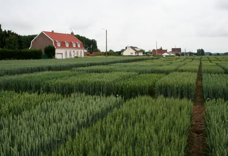 <em class="placeholder">I M G _ 3 7 8 7 / variétés de blé tendre, essai, parcelle, expérimentation, collection variétale, parcelles d'essais du semencier  Florimond-Desprez</em>