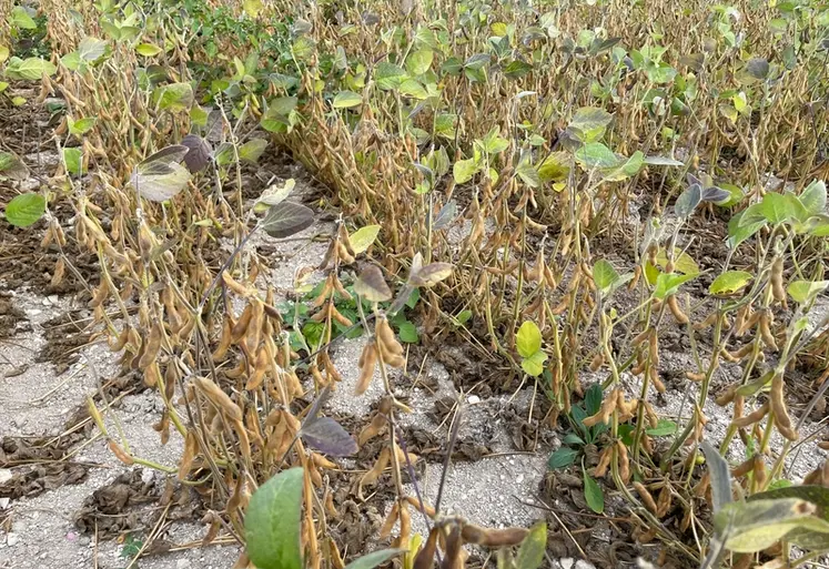 <em class="placeholder">Le soja a produit un peu moins de graines sur terre de craie comparées à des terres colorées dans les essais de Terres Inovia en 2025. La culture avait souffert de ...</em>