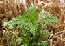 L'ambroisie peut se retrouver dans les chaumes de blé à l'interculture, où il sera détruit avec un déchaumage.