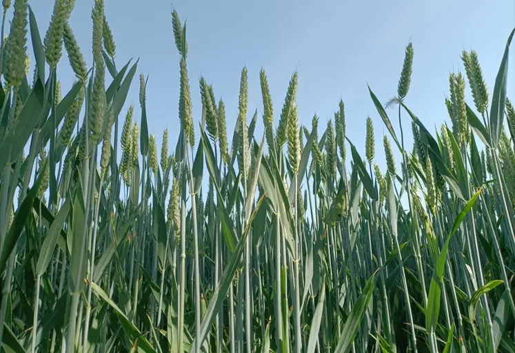<em class="placeholder">champ de blé en Normandie, juin 2026</em>