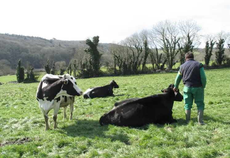 <em class="placeholder"> Vaches laitières au pâturage avec leur éleveur. </em>