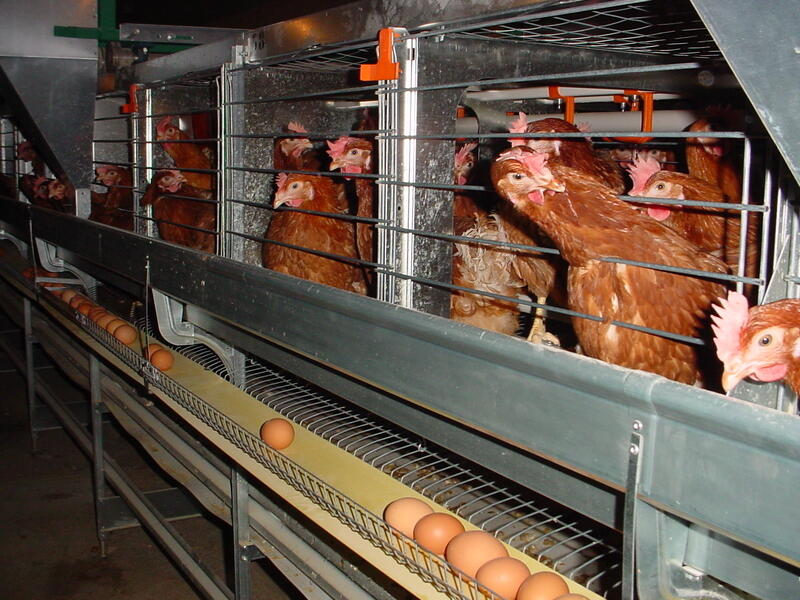 Poule de réforme toujours peu d’évolution Réussir Les Marchés