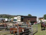 bovins parqués dans une foire agricole en australie