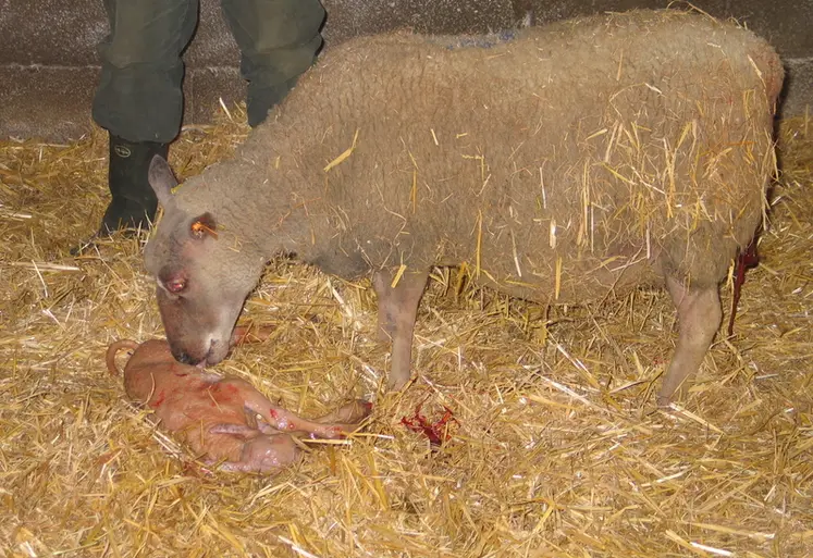 <em class="placeholder">Brebis et agneau tout juste né</em>