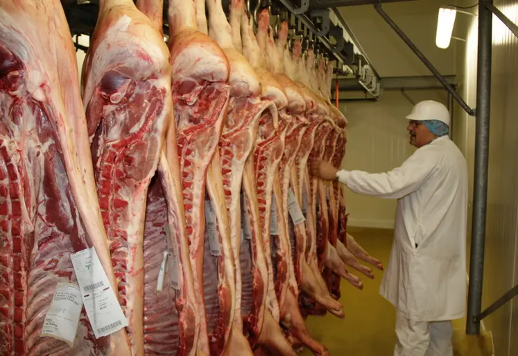 <em class="placeholder">carcasses porc découpe transformation scavo terrena cholet</em>