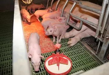 lait porcelet maternité