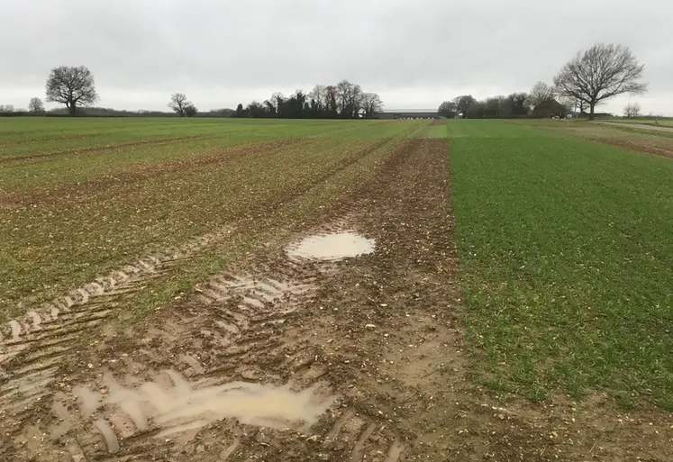 <em class="placeholder">Dans le dispositif expérimental, la parcelle qui a reçu du fumier depuis 180 ans côtoie la bande qui n’a reçu aucune fertilisation sur la même période. À l’automne ...</em>