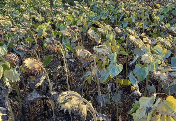 <em class="placeholder">Tournesol le 11/10/2021, Charente-Maritime en précédent orge,
semis 18/07/2021.</em>