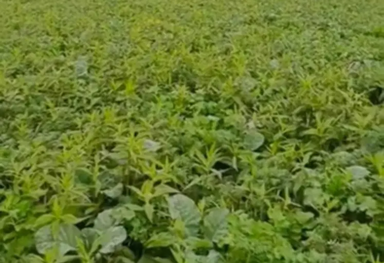 <em class="placeholder">Couvert fertilisé</em>