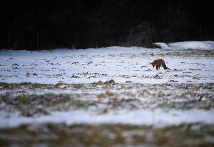 <em class="placeholder">Renard</em>