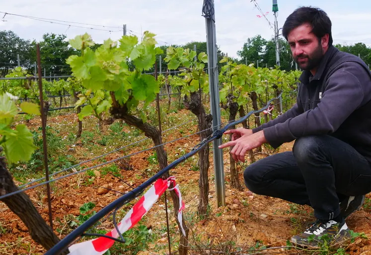 <em class="placeholder">Antoine Lespès, chargé de projets R&amp;D au domaine Lafage</em>