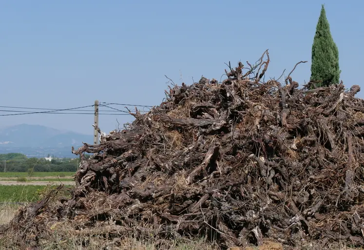 <em class="placeholder">Souches de vigne en tas sur une parcelle de vigne qui vient d'être arrachée.</em>