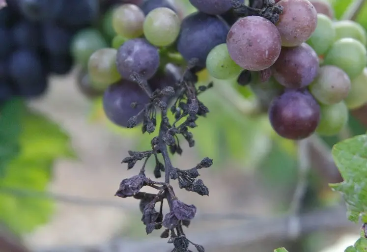 <em class="placeholder">grappe de raisin atteinte par du mildiou</em>