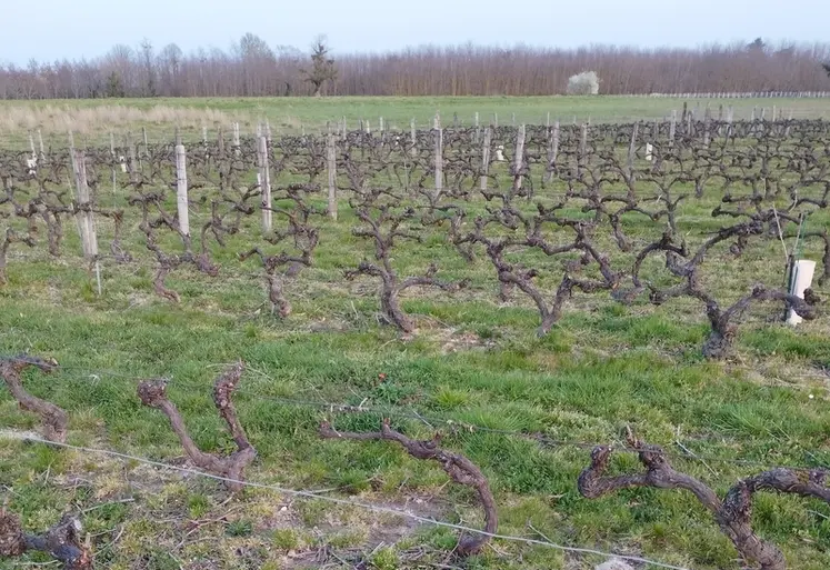 <em class="placeholder">Le programme de protection doit tenir compte de la pression black-rot sur les gamays. </em>