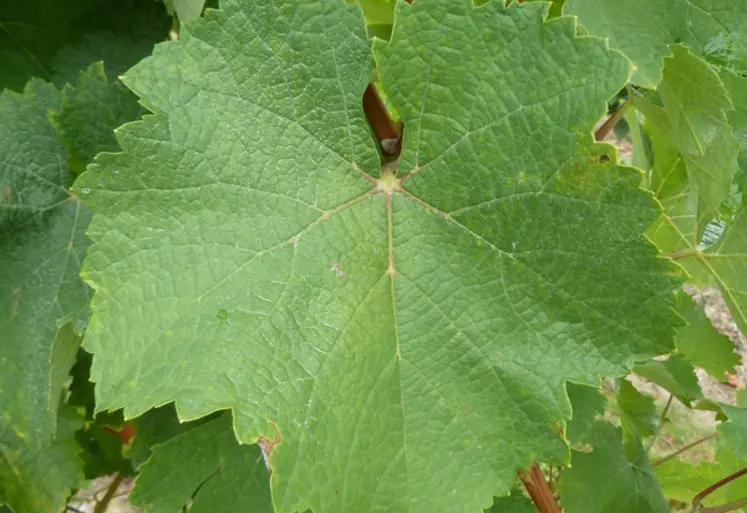 <em class="placeholder">Feuille de variété de raisin de cuve meslier saint-françois</em>