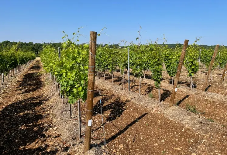 <em class="placeholder">Parcelle expérimentale au Conservatoire du vignoble charentais
variétés résistantes aux maladies cryptogamiques, et adaptées au changement climatique</em>